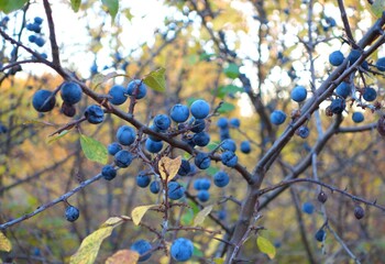 Blackthorn ( Prunus spinosa ) ripe fruit on the tree in early fall - obrazy, fototapety, plakaty