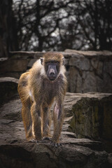 baboon sitting on a rock