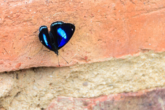 mariposas