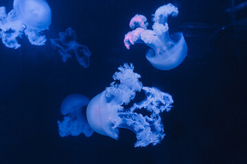 underwater photos of jellyfish marble jellyfish lychnorhiza lucerna
