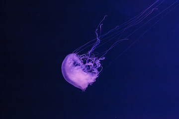 underwater photos of jellyfish chrysaora quinquecirrha jellyfish the atlantic sea nettle