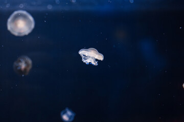 Naklejka na ściany i meble underwater photos of mediterranean jellyfish Cotylorhiza tuberculata