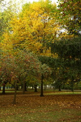 Naklejka premium autumn in the park
