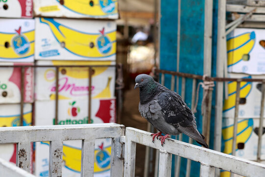 Pigeon perched on a fence at the Campo de Fiori market in Rome