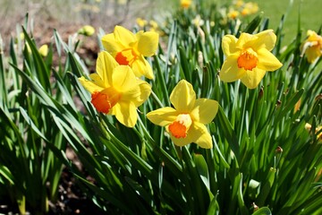 daffodils in spring