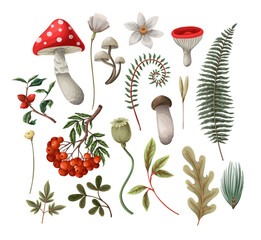 Mushrooms, fern and berries isolated. Vector.