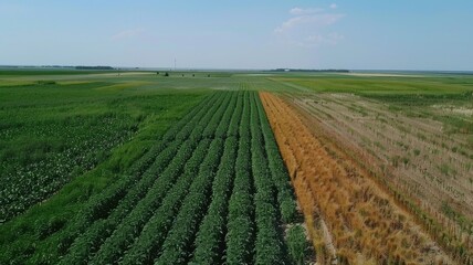 Contrasting Cornfield Rows in Vast Farmland
