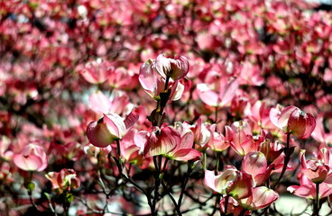 Zweige mit rosa Blüten-Hartriegel im Frühling - 783337460