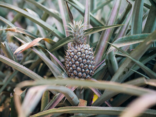 Pineapple Growing Among Dense Leaves