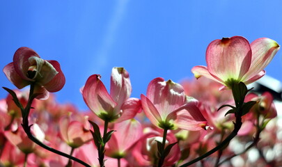 Zweige mit rosa Blüten-Hartriegel im Frühling