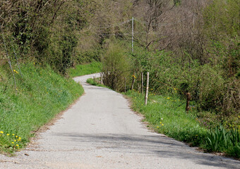 Country road in an area with meadow and woods