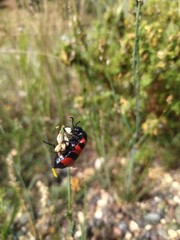 butterfly on a flower
