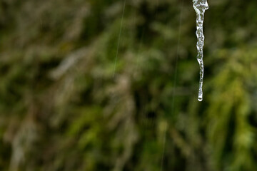 Icicle with drop of water on end