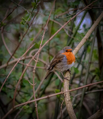 robin on a branch