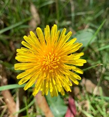 Hermosa Flor de la esperanza 