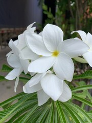 Flores 