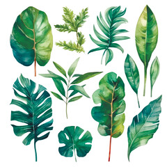 Watercolor hand drawn tropical plants branches leaves set. Vector drawing palm, fern, monstera leaves collection. Isolated painted botanical design on white background. Grunge texture. Elements - 783338821