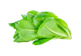 fresh cos lettuce transparent png