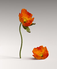 Flower decoration product presentation background with orange poppies, 3d rendering - 783339287