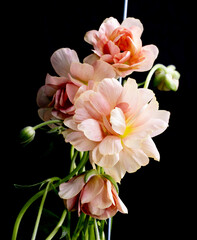 Creative pink Flower arrangement on black background, ranunculus butterfly - 783339294