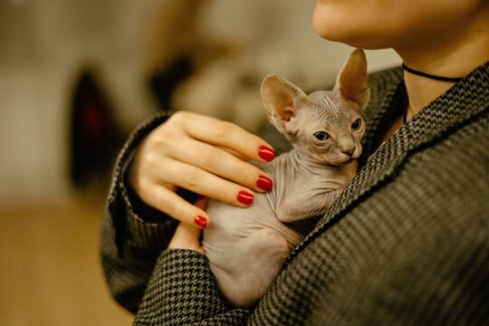 cropped portrait of a young smiling girl holding a sphynx kitten in her arms
