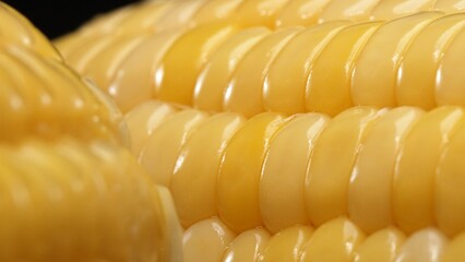 A close up view of fresh corn reveals a golden yellow kernel with against a black background. This...