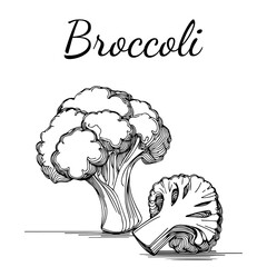 Broccoli, vegetable, linear vector icon in doodle style.