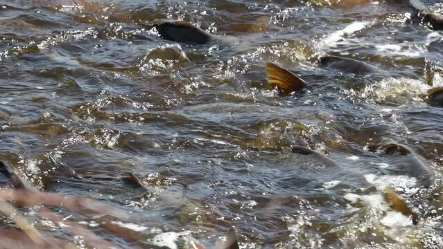 Carp in the canal swarming around the pond spillway at Montezuma National Wildlife Refuge, Seneca Falls, New York