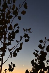 Naklejka premium Media luna entre los árboles al anochecer 