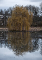 Old willow by the pond in the deer-park