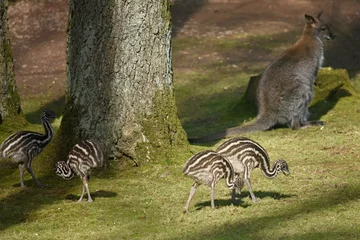 Foto op Plexiglas kangaroo and ostrich chicks near a tree © lisica1