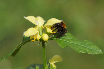 Common carder bee (Bombus pascuorum), family Apidae on flowers of Yellow Archangel (Lamiastrum...