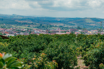 avocado plantation (Persea Americana) papelillo variety with town in the background