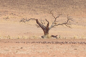 Picture of a dead acacia tree in a dry desert landscape in Namibia during the day