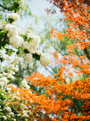 Summer Floral Symphony: Red Leaves and White Flowers