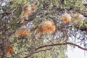 Picture of some waver bird nest in a tree in Namibia