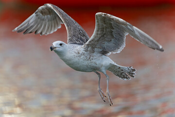 An juvenile great black-backed gull (Larus marinus) in flight.