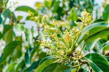 Fototapeta premium avocado flower (persea Americana) papelillo variety