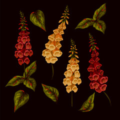 Foxglove flowers isolated on the white background. Vector.