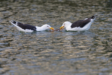 Two adult great black-backed gull (Larus marinus) swimming and fighting for a fish.