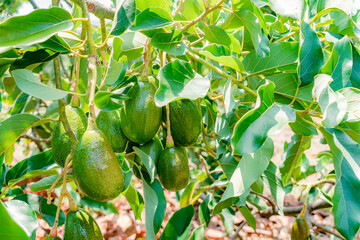 closeup of avocado (persea Americana) variety papelillo