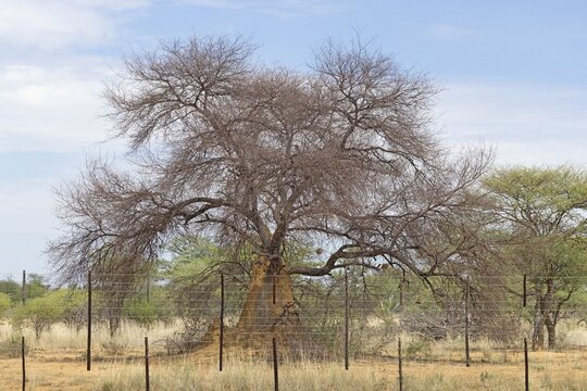 Picture of an acacia tree with a termite nest around the trunk