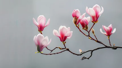 Zelfklevend Fotobehang magnolia tree blossom © Business Pics