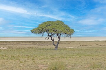 Picture of an acacia tree on a green meadow against a blue sky in Etosha national park in Namibia during the day