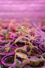 Growing flower seedlings indoors under full spectrum LED lighting