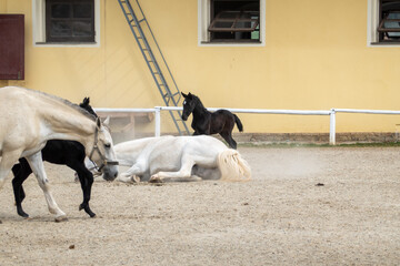 Lippizaner Stuten mit Fohlen . Lipizzaner mares with foals . fillies