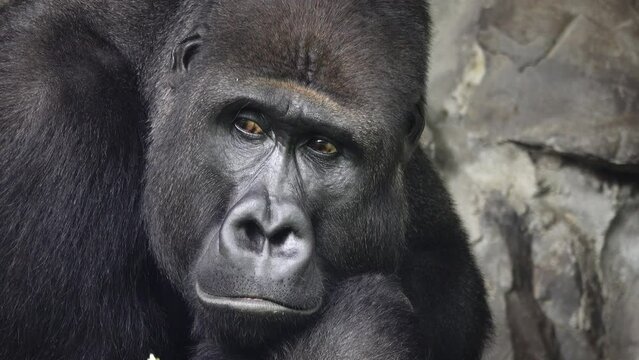 portrait of a mountain gorilla meditating on a background of stones
