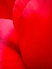 bright scarlet large petals of a tulip flower close-up