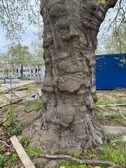 a gnarled old tree trunk that looks like an elephant's leg