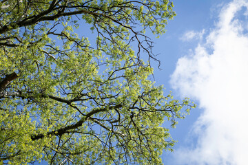 Blue sky with white clouds (cumulus) surrounding the greening tree branches like candyfloss